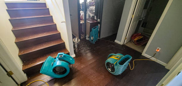 Best Mold removal after water damage  in Nicholson, GA